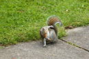 Grey Squirrel