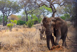 Elephant enjoying a dust bath