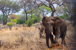 Elephant enjoying a dust bath