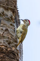 Fine-spotted Woodpecker