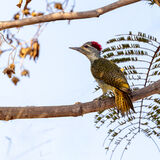 Fine-spotted Woodpecker