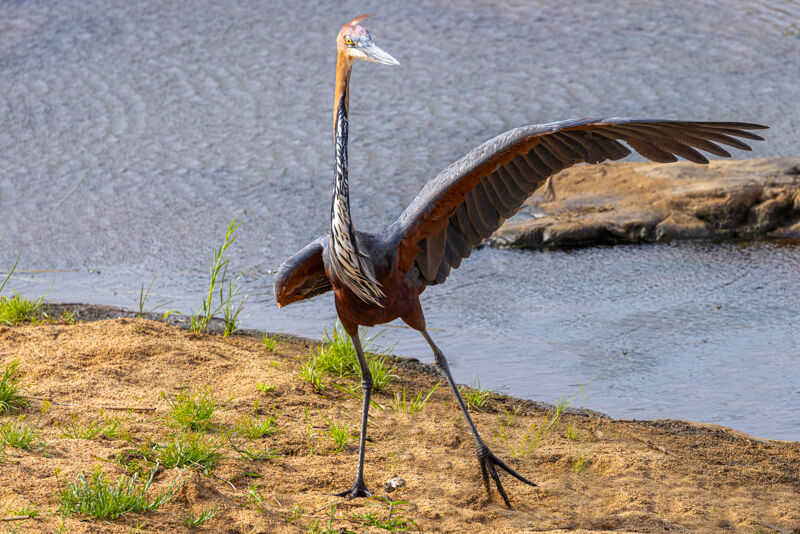 Goliath Heron