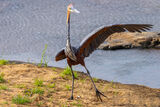 Goliath Heron
