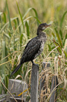 Great Cormorant