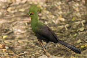Green Turaco