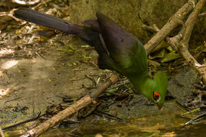 Green Turaco