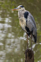 Grey Heron