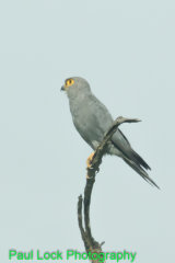 Grey Kestrel