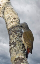 Grey Woodpecker