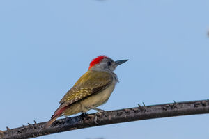 Grey Woodpecker