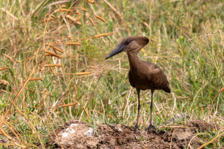Hamerkop