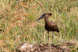 Hamerkop