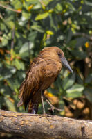 Hamerkop