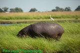 Hippo with small friend
