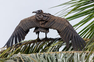 Hooded Vulture