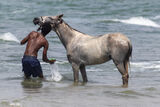 Horse enjoying a bath