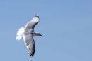 Herring Gull