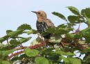 Juvenile Starling