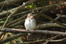 Spotted Flycatcher with deformed beak