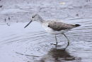Greenshank