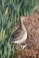 Upland Sandpiper