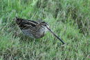 Common Snipe