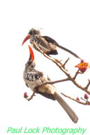 Red -billed Hornbill