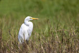 Intermediate Egret