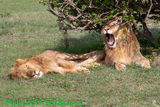 Lion siesta
