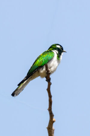 Klaas's Cuckoo
