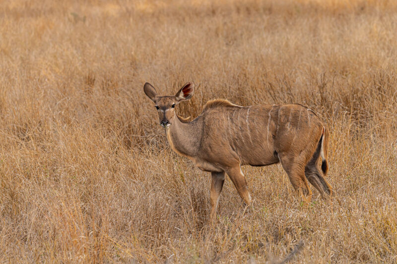 Kudu (female)