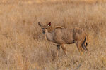 Kudu (female)