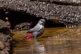 Lavender Waxbill