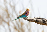 Lilac-breasted Roller