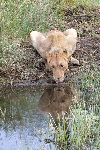 Lioness drinking