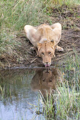 Lioness drinking
