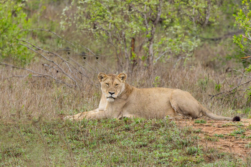 Lioness resting