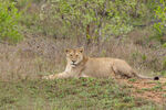 Lioness resting