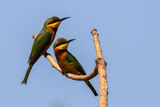 Little Bee-eaters