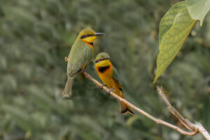Little Bee-eaters