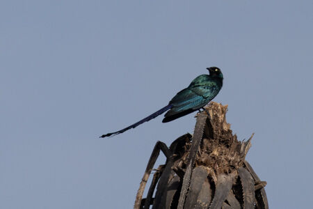 Long-tailed Glossy Starling