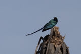 Long-tailed Glossy Starling