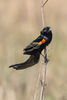 Long-tailed Widowbird