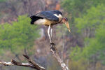 Marabou Stork