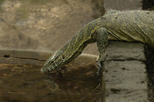 Monitor Lizard
