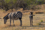Young Zebra with parent.