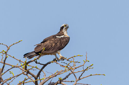 Osprey