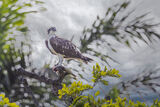 Osprey and fish
