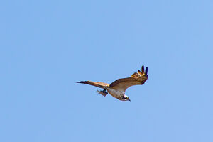 Osprey with fish