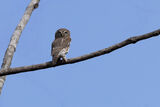 Pearl -spotted Owlet
